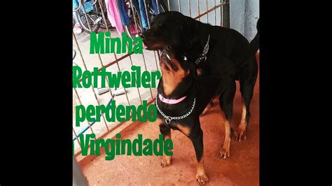 Minha Rottweiler cruzando pela primeira vez.